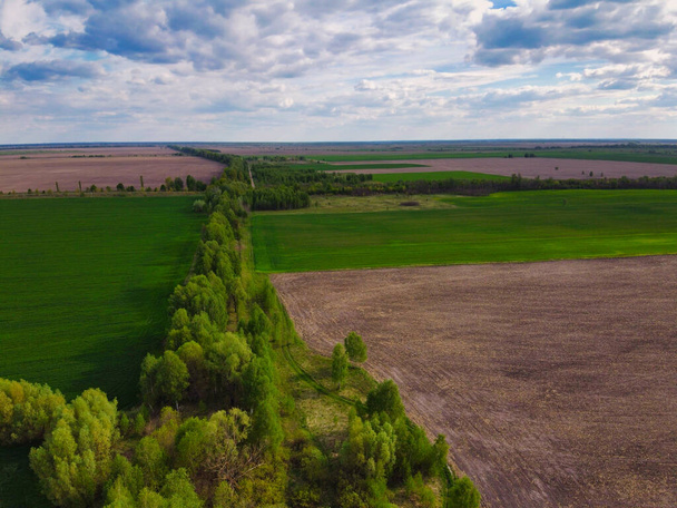 Cinturón forestal a lo largo de campos agrícolas en un día soleado, vista aérea. Paisaje agrícola
. - Foto, imagen