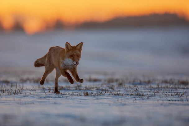 zorro rojo (Vulpes vulpes) corriendo a través de un paisaje nevado al amanecer
 - Foto, imagen