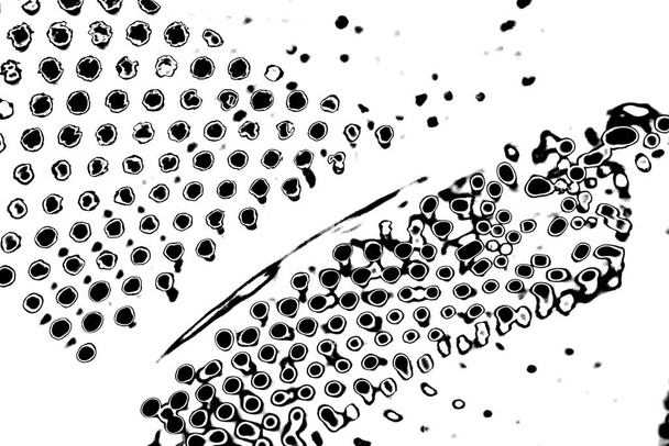 абстрактний гранжевий фон. монохромна текстура. чорно-білий текстурований фон
 - Фото, зображення
