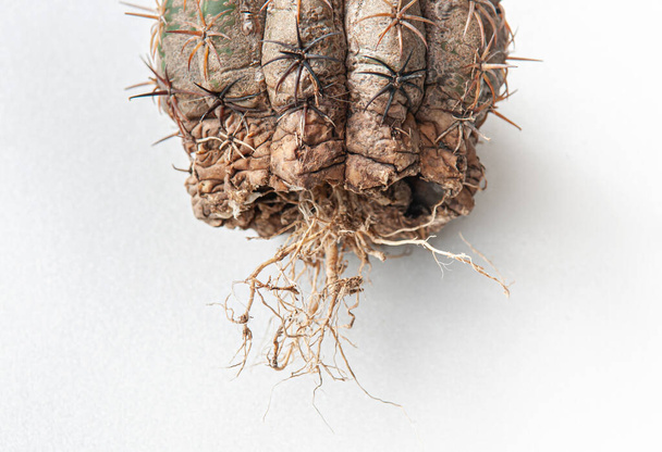 Choroba kaktusowa suchy korzeń gnicie spowodowane przez grzyby, poważne uszkodzenie grzyby zakażone Melocactus kaktusa izolowane na białym tle wykazujące poważne uszkodzenie skóry i korzenia - Zdjęcie, obraz