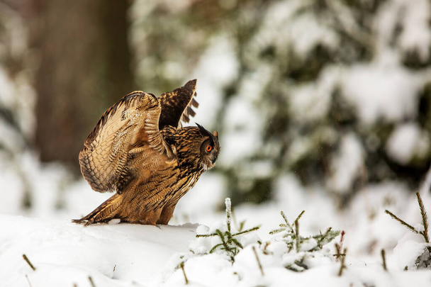 Le Petit-duc d'Eurasie (Bubo bubo) déploie ses ailes dans la forêt enneigée - Photo, image