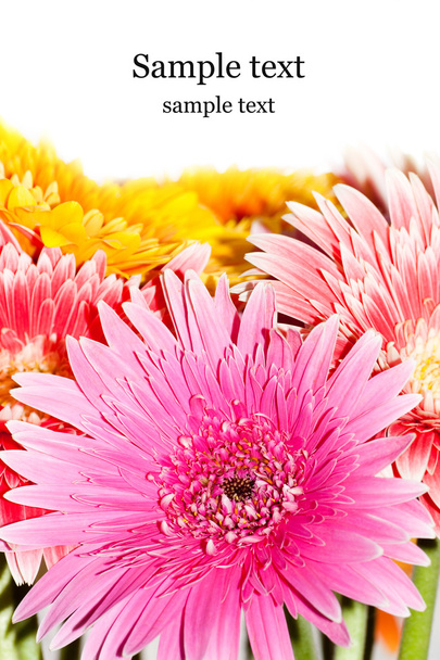 bouquet lumineux, fleurs de chrysanthème
 - Photo, image