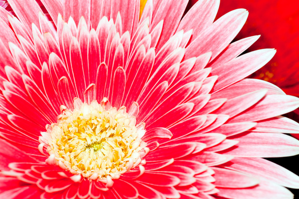 Background, close-up chrysanthemum - Photo, Image
