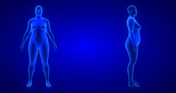 Απώλεια βάρους μετατροπή του σώματος - μπροστά και πλευρική άποψη, γυναίκα θέμα. Μπλε ανθρώπινη ανατομία σώματος 3D Scan καθιστούν - Πλάνα, βίντεο