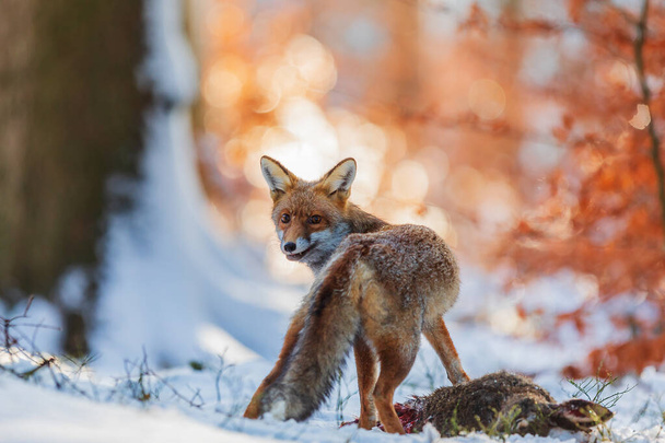 volpe rossa (Vulpes vulpes) gira all'indietro e si erge su una lepre morta in una foresta con neve - Foto, immagini