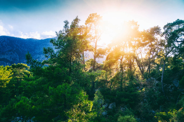 Beautiful bright summer landscape. Mountains with pine forest at sunset, sunlight - Foto, Imagem