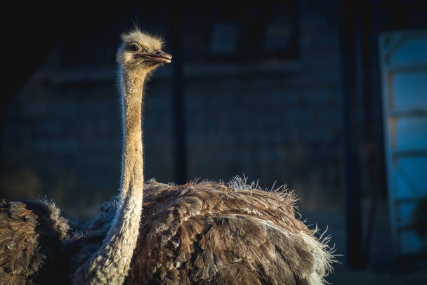 A close up shot of a common ostrich in south African Savannah - Fotó, kép