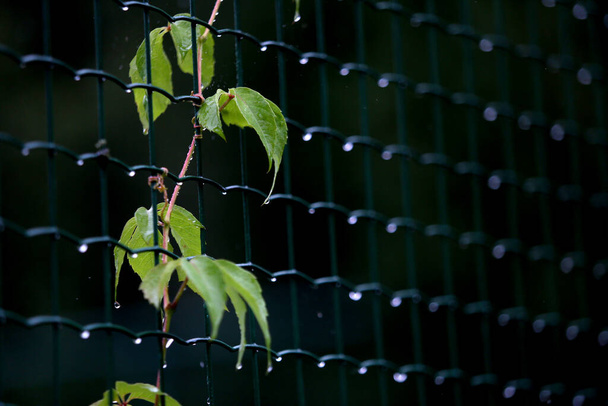 Metal Net előtt zöld kert eső után. Litvánia, Nida - Fotó, kép