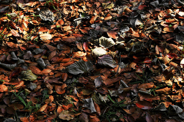 Ein Teppich aus toten Blättern, der im Sonnenlicht der Dunkelheit leuchtet - Foto, Bild