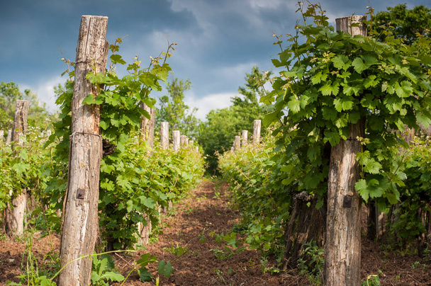 Plantaciones de viñedos en Toscana
 - Foto, Imagen