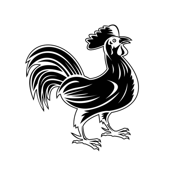 Retro woodcut style illustration of a rooster, jungle fowl or cockerel, an adult male chicken Gallus gallus domesticus, looking up viewed from side on isolated background done in black and white.. - Vector, Image