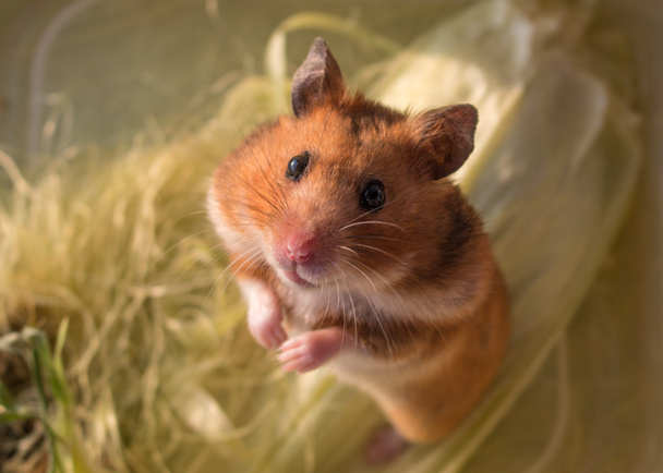 Syrian brown hamster on a yellow background - Photo, Image