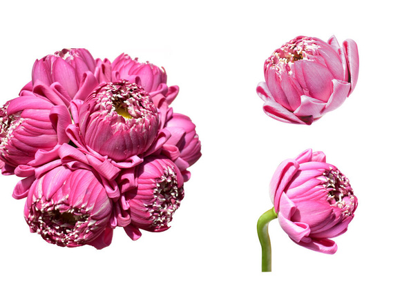 美しいピンクの蓮の花束と単一の孤立し、影、白い背景、サイドビュー、花、春、花、閉じるまで、様々なビュー - 写真・画像