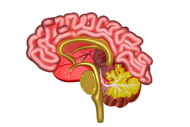 Menselijke hersenen doorsnede .3d renderen - Foto, afbeelding