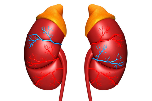 Human kidney on white background.3d render - Photo, Image