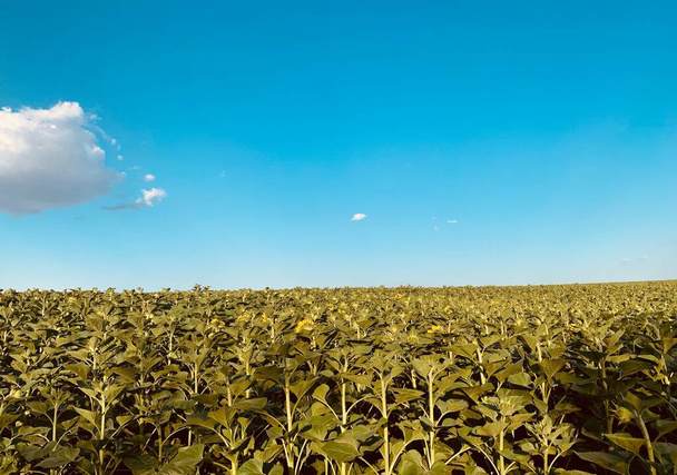 красивое поле с подсолнухами крупным планом  - Фото, изображение