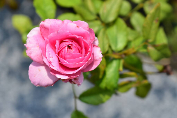 Piękna różowa róża odizolowana na ogrodzie różanym, zbliżenie, kwiat, natura, kamelia róża, róża walentynkowa, kwiat, czas wiosny, lato, walentynki tło, koncepcja pokoju, botanika, miłość, ślub, słoneczny, szczęśliwe urodziny róże - Zdjęcie, obraz