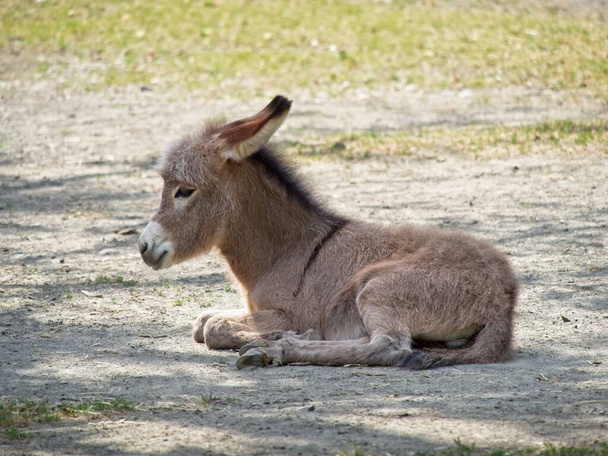 Side view on young baby donkey laying on the ground. Close-up on Equus africanus asinus. - Photo, Image