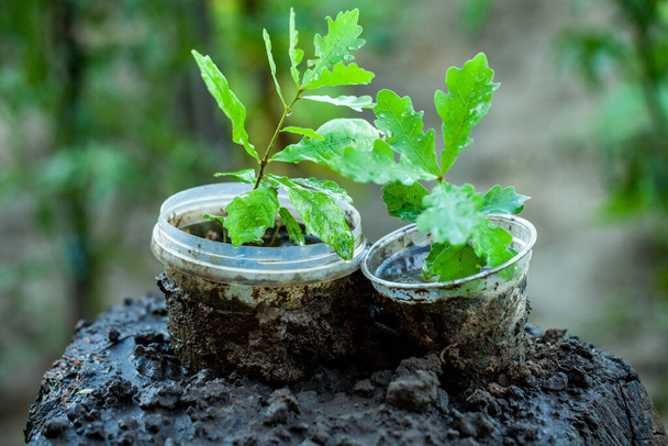 Un petit chêne dans un pot de fleurs. Plantation d'arbres. Potted Seedlings and Young Plants in Greenhouse. Concept de l'environnement. - Photo, image