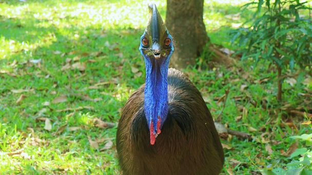 sightings of cassowary birds in the wild - Photo, Image