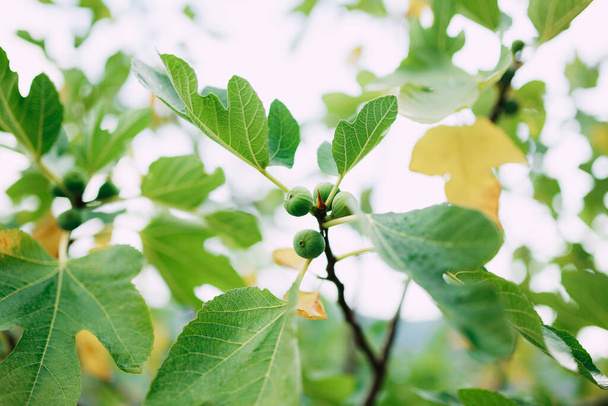 Gros plan des figues vertes sur les branches des arbres, parmi les feuilles d'automne jaunes et vertes. - Photo, image