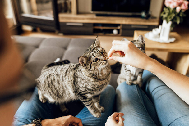 Kanepede sevimli kedileri olan genç çiftlere yakın durun. Benekli kediyi besleyen mutlu bir aile. - Fotoğraf, Görsel