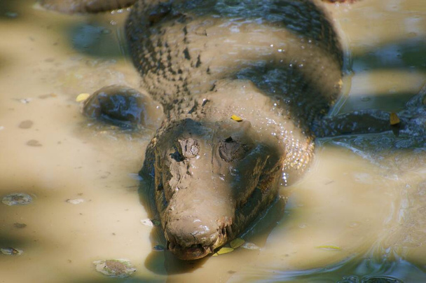 avistamento de crocodilos no ásia pântano
 - Foto, Imagem