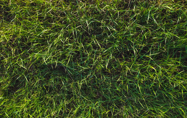 Lunga erba verde sul campo nei caldi raggi del sole del tramonto. - Foto, immagini
