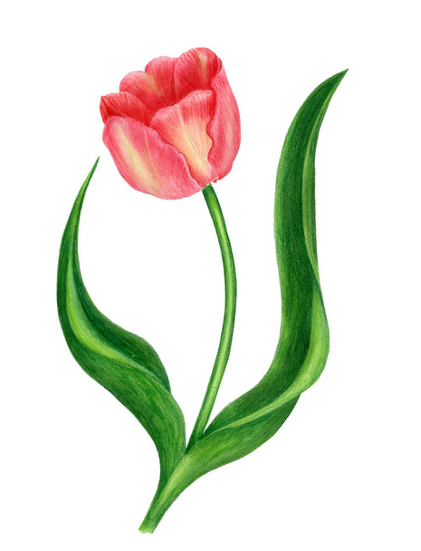 Vintage watercoolor tulip isolated on a white background. Botanical illustration - Photo, Image