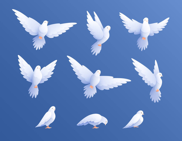 White Pigeons Doves Set - Vector, Image