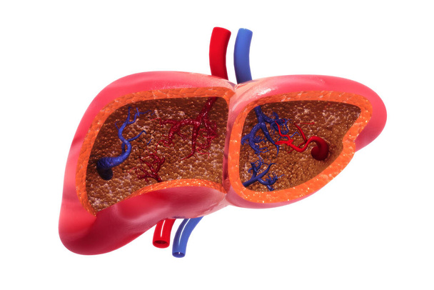 人間の肝臓の断面。3Dレンダリング - 写真・画像