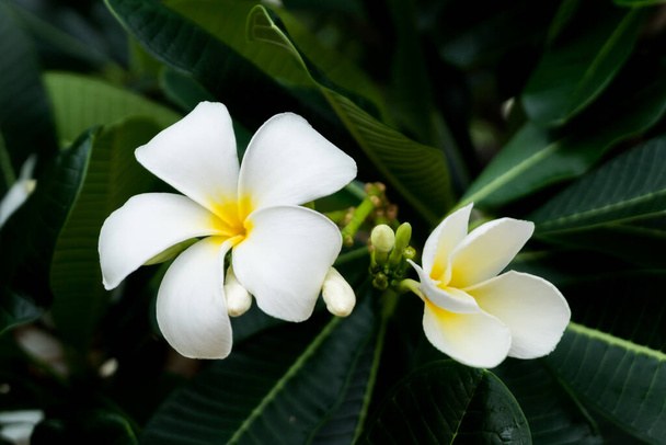 Çiçeğin adı Frangipani ya da Plumeria ya da Tapınak Ağacı ya da Mezarlık Ağacı. Tropik ormanda bir sürü beyaz çiçek var.. - Fotoğraf, Görsel
