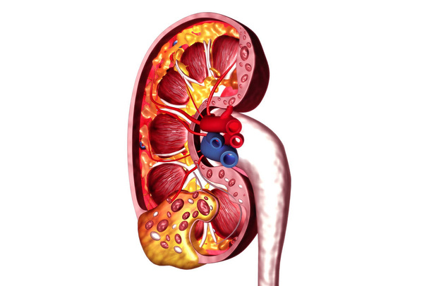 Sección transversal de riñón humano.3d render - Foto, imagen