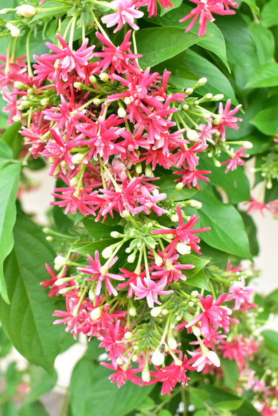Combretum indicum tai Rangoon hiipivä tai Kiinan kuusama tai Quisqualis indica tai Ceguk tai Malatilata kukkia vihreät lehdet. Kasvia käytetään kasviperäisenä lääkkeenä, kasviperäisenä kasvina, joka on kotoisin trooppisesta Aasiasta, keväästä, kukasta, esteestä, kukkaseinästä - Valokuva, kuva