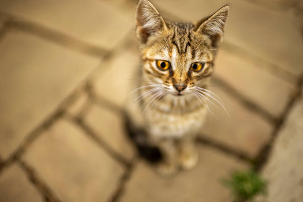 Cute tabby kitten sitting on the mosaic stone sidewalk - Photo, Image