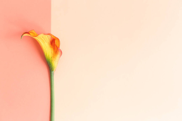 Beautiful yellow Calla Lily flower on a peach pastel background.  Flat lay. Place for text. - Fotó, kép