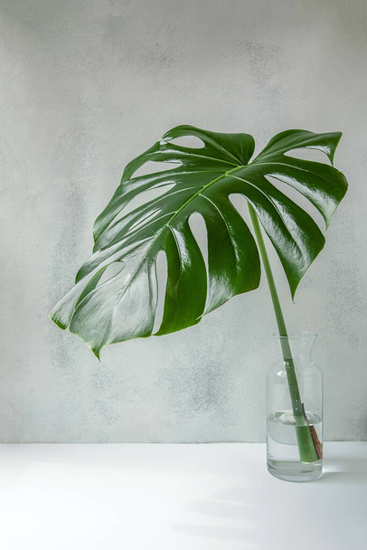 Cut green fresh leaf of a tropical plant, monstera in a water bottle on a light gray background. front view. a copy of the space. - Foto, Imagen