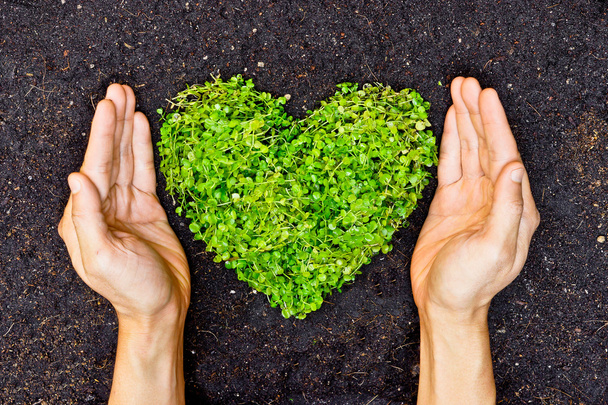 Руки держат зеленое дерево в форме сердца
 - Фото, изображение