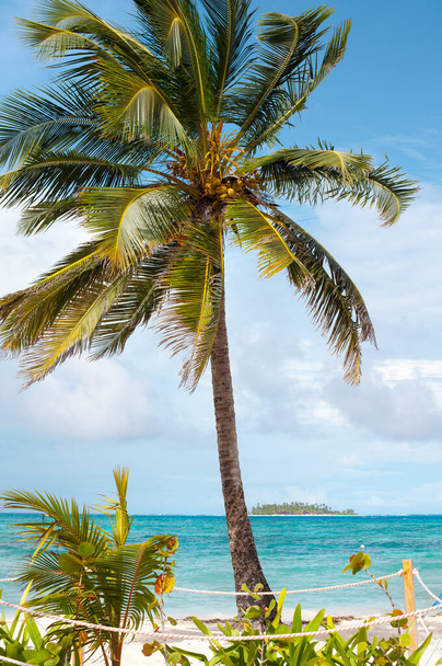 Palme am Hauptstrand von San Andres Island und Johnny Cay im Hintergrund, Kolumbien, Südamerika - Foto, Bild