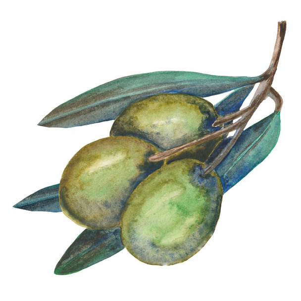 Blätter und grüne Früchte von Oliven auf weißem Hintergrund - Foto, Bild