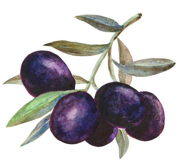 listy a černé plody oliv na bílém pozadí - Fotografie, Obrázek