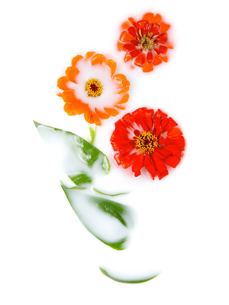 Orange and red marigolds in a milk bath. Conceptual photography: purity, tenderness. Greeting card. Copy space, flat lay. - Fotografie, Obrázek