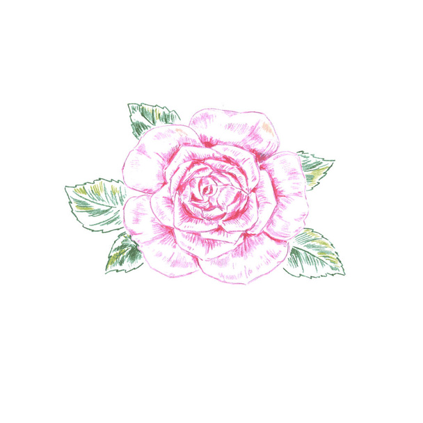 μολύβι σκίτσο του ροζ τριαντάφυλλου - Διάνυσμα, εικόνα