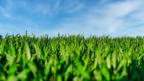 низький кут зору зеленої трави на полі або лузі
 - Фото, зображення
