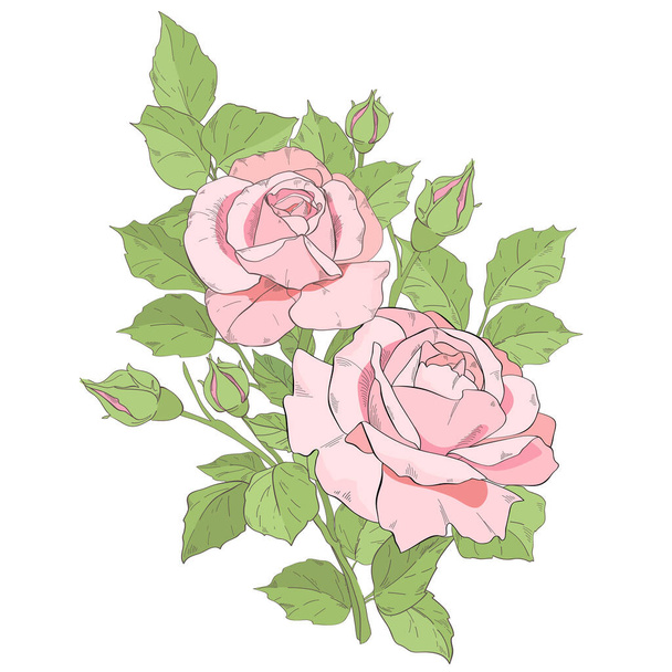 branch with pink roses - Vektör, Görsel
