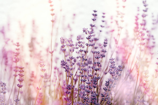 Doux accent sur les fleurs de lavande, fleurs de lavande fleuries dans le jardin de fleurs - Photo, image