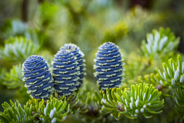 Close-up van jonge blauwe kegels op de takken van sparren Abies koreana of Korean Fir in het voorjaar op groene tuin bokeh achtergrond. Selectieve focus. Prachtige groenblijvende naaldboom. - Foto, afbeelding