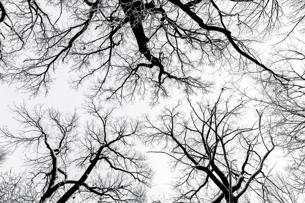 Fondo texturizado en blanco y negro. Árbol de invierno ramas contra el cielo. Árboles de abajo hacia arriba vista
. - Foto, Imagen