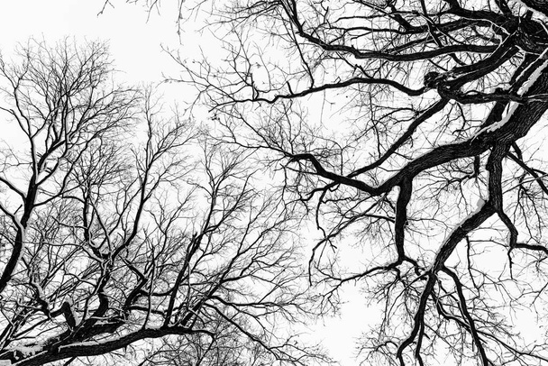 Schwarz-weiß strukturierter Hintergrund. Winterbaumzweige recken sich gen Himmel. Bäume von unten nach oben. - Foto, Bild