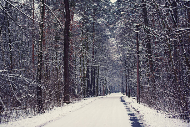 Winter forest with path - Foto, Bild